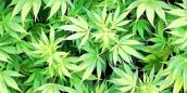 Marihuana w Skwierzynie