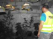 Gorzowscy kryminalni likwidują plantację