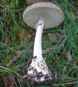 Zatrucie muchomorem sromotnikowym!