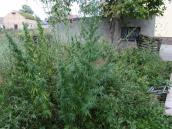 Konopie w przydomowym ogródku