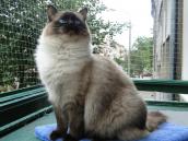 Najpiękniejsze koty będą w Gorzowie