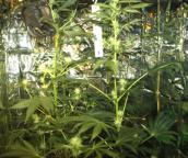 Nielegalna plantacja konopi indyjskich