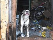 Odpowie za znęcanie się nad psem