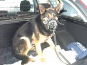 Pies  znalazł nietrzeźwego kierowcę