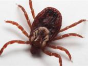 Uważajcie na kleszcze, bywają zakażone!