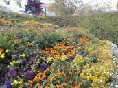 Zielona radość po drugiej stronie Odry