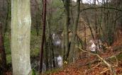 Wycinają stare drzewa, puszcze i knieje
