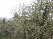 Wiosna na święta w pełnym rozkwicie