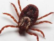 Uważajcie na kleszcze, bywają zakażone!