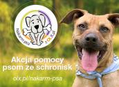 Klikaj i dokarmiaj psy ze schroniska w Gorzowie