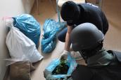 Plantacja marihuany pod Skwierzyną zlikwidowana