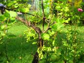 Nie róbmy z lubuskiego wina publicznego biznesu