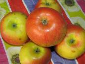 Nie postawię się Putinowi, bo nie mogę