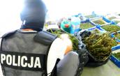Na tropie leśnej plantacji konopi indyjskich