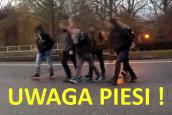 Piesi pod szczególnym nadzorem