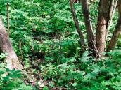 Podejrzany o kłusownictwo wytypowany i zatrzymany