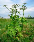 Barszcz, który parzy, truje i zabija na odległość