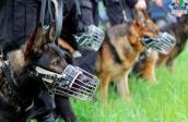 Pies wytropił włamywacza, który ukrył się w…  wersalce