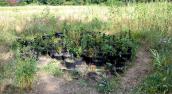 Plantacja konopi indyjskich na leśnej polanie