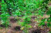 Plantacja marihuany na gorzowskiej posesji