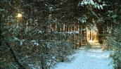Więcej ruchu, spaceru oraz zdrowia na święta i po świętach!