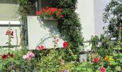 Konkurs na kompozycję kwiatową na balkonach