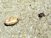 Zastopuj kleszcza, zaszczep się