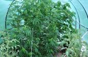 Marihuana uprawiana w ogródku z pomidorami