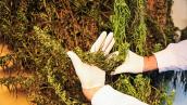 Marihuana z gorzowskiej plantacji nie trafi na rynek