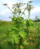 Polacy i Niemcy przeciwko obcym gatunkom roślin