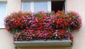 Wybieramy najpiękniejsze balkony i ogrody w mieście