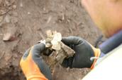 ENERIS pomaga archeologom ocalić pamiątki z katedry