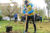 Miasto pięknieje za sprawą stalowców. Kolejne drzewa posadzone
