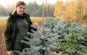 A na święta choinka świeża czy sztuczna?