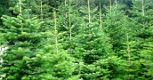 Choinki pachnące świętami Bożego Narodzenia