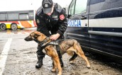 DJANGO i LILA – policyjne psy na służbie