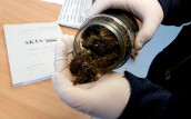 Gorzowscy policjanci zlikwidowali dwie plantacje marihuany
