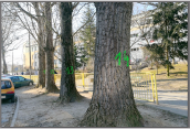 Topole przy ul. Gwiaździstej do ścięcia