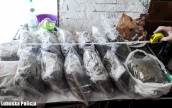 Dziesięć kilogramów marihuany nie trafi na rynek