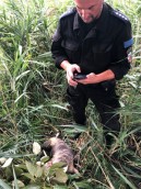 Policjanci pomogli skrajnie wyczerpanemu terierowi