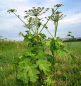 Transgraniczny klaster kontra barszcz Sosnowskiego