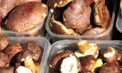 Zatrucia grzybami leśnymi – jak je rozpoznać i reagować?