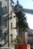 Zamiast w więzieniu, siedział na drzewie. Kolega też był poszukiwany