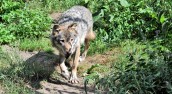 Opowieść o wilku, którego częściej można spotkać w lesie