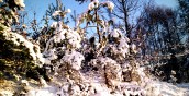 Jak Nowy Rok jasny i chłodny - cały roczek pogodny i płodny