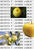 Szarlotka z landsberskiej renety w Miejskim Ośrodku Sztuki