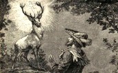 Biały jeleń, Bambi i inne wcielenia pięknego zwierzęcia
