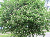 1279 gorzowskich maturzystów rozpoczęło egzaminy