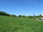 Jeszcze niedawno rosła trawa i kwitło życie