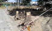 Chodzi tu przecież o drzewa, krzewy i trawy